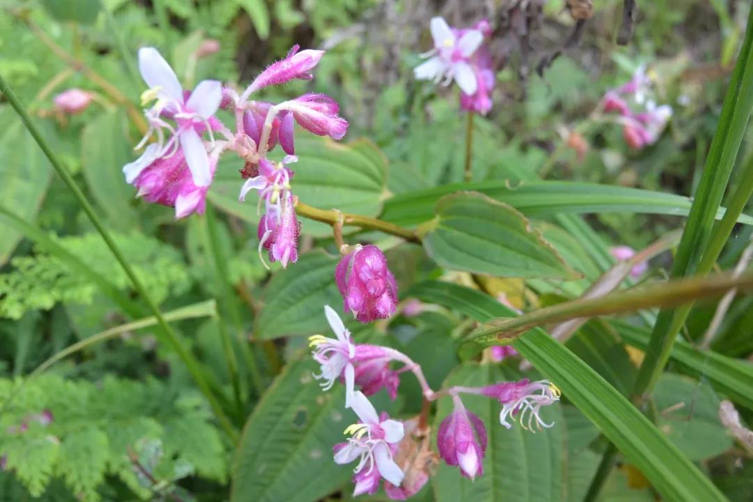 神山村的野花