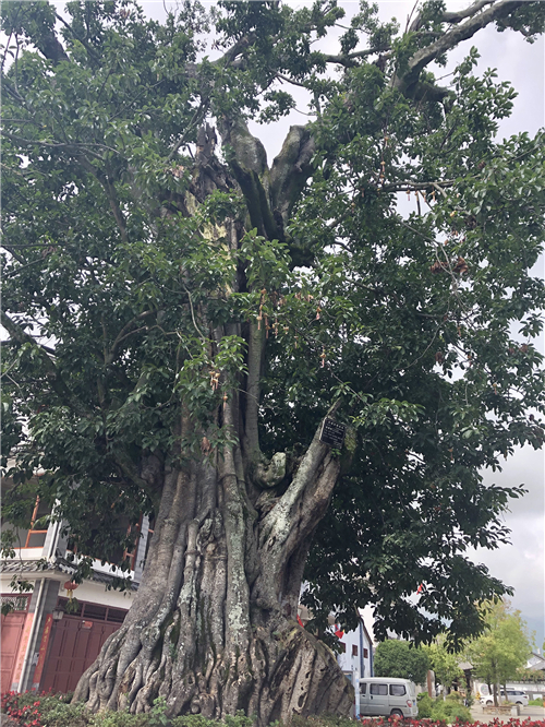 村口400多岁的大青树